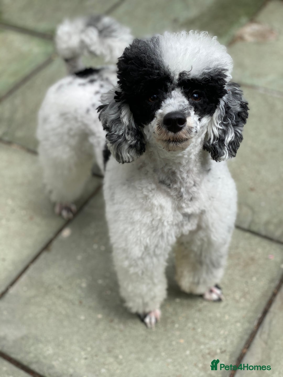Toy Poodle dogs for stud: Parti Toy Poodle KCregistered PRA PRCD NEG proven - Image 20