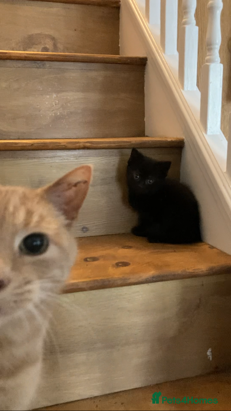 Mixed Breed cats Gorgeous kittens - Advert 1