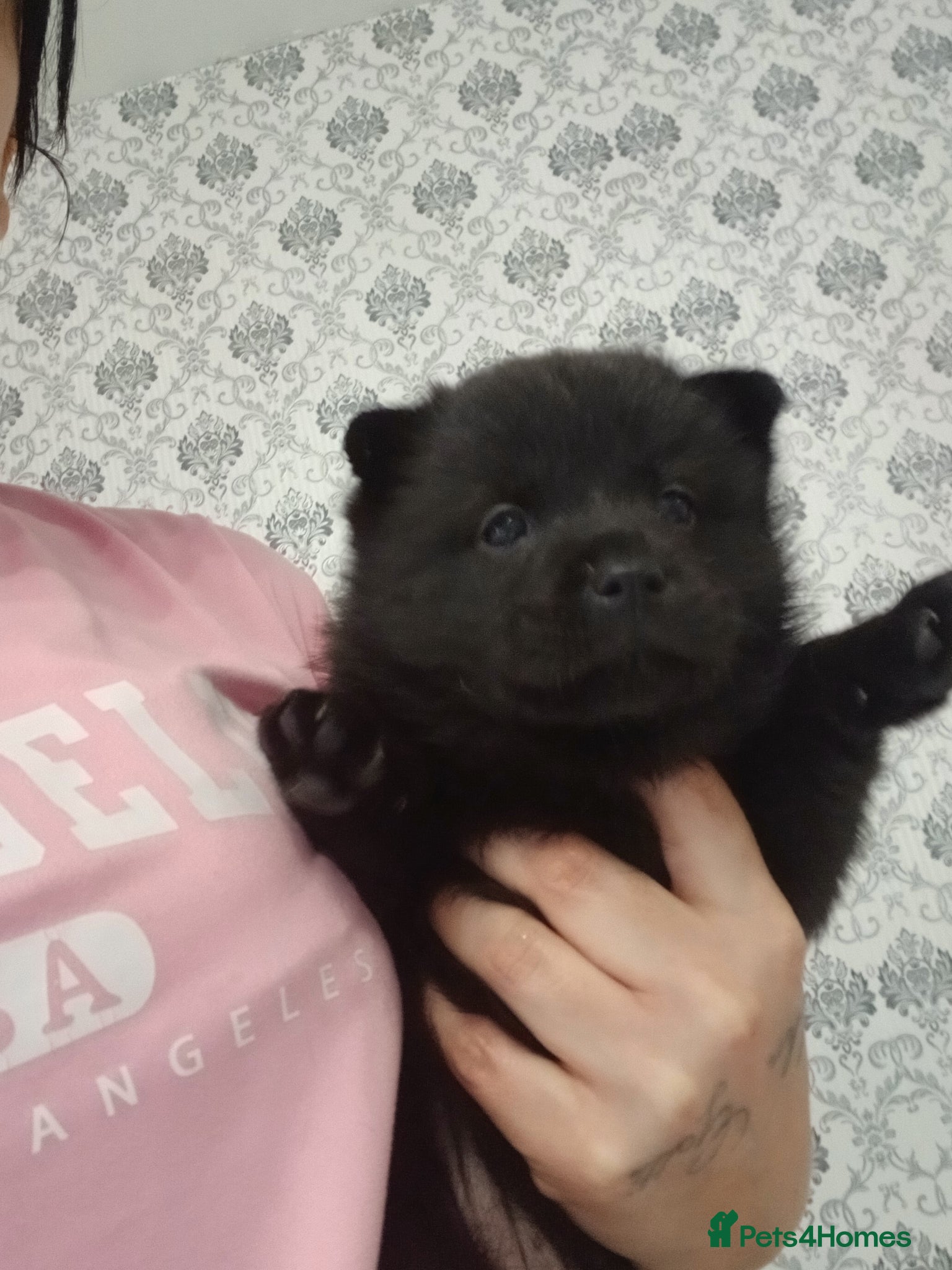 Mixed Breed dogs Last girl chow pup left  - Advert 2