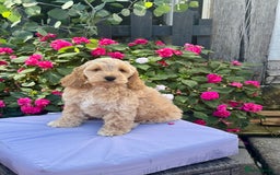 Cockapoo dogs for sale: 1 boys left apricot f1 DNA tested Cockerpoos  - Image 28