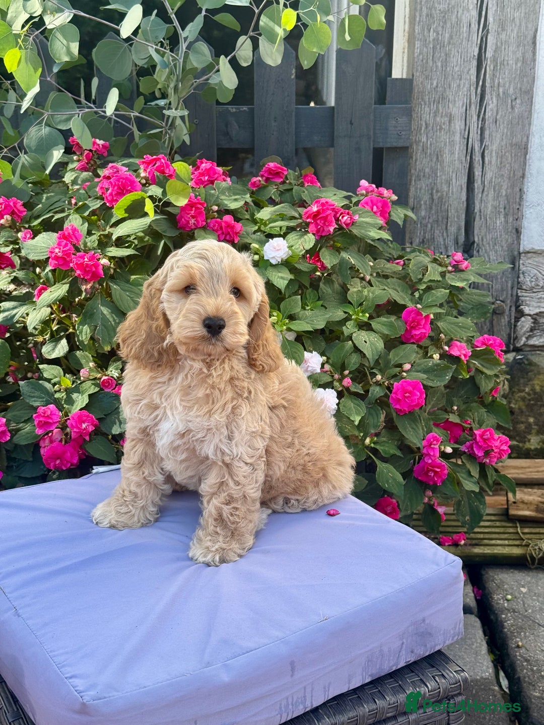 Cockapoo dogs for sale: 1 boys left apricot f1 DNA tested Cockerpoos  - Image 28