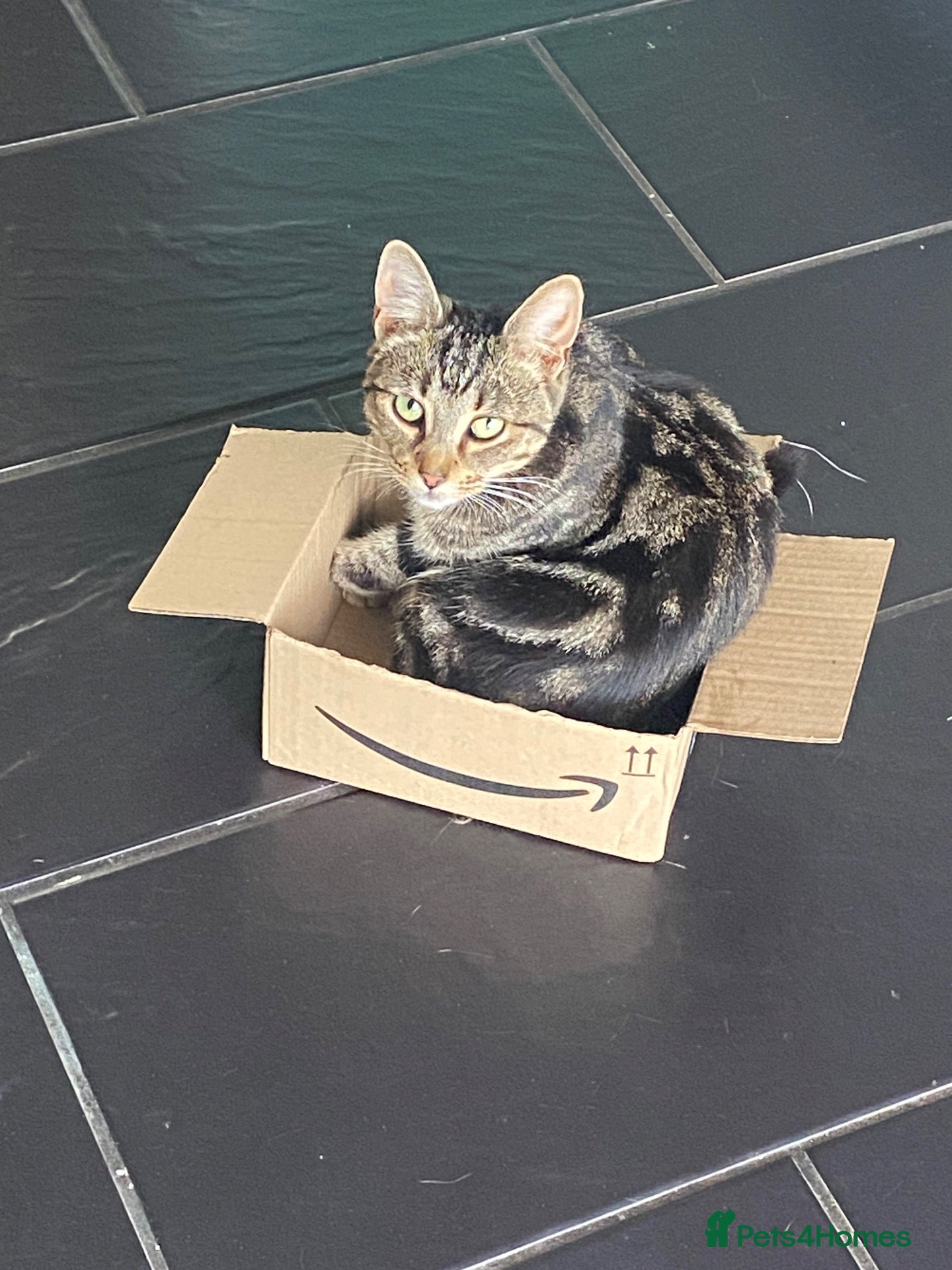 Mixed Breed cats 10 month old for adoption - Advert 1