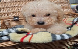 Poodle dogs for sale: Minature poodle pups - Advert 3