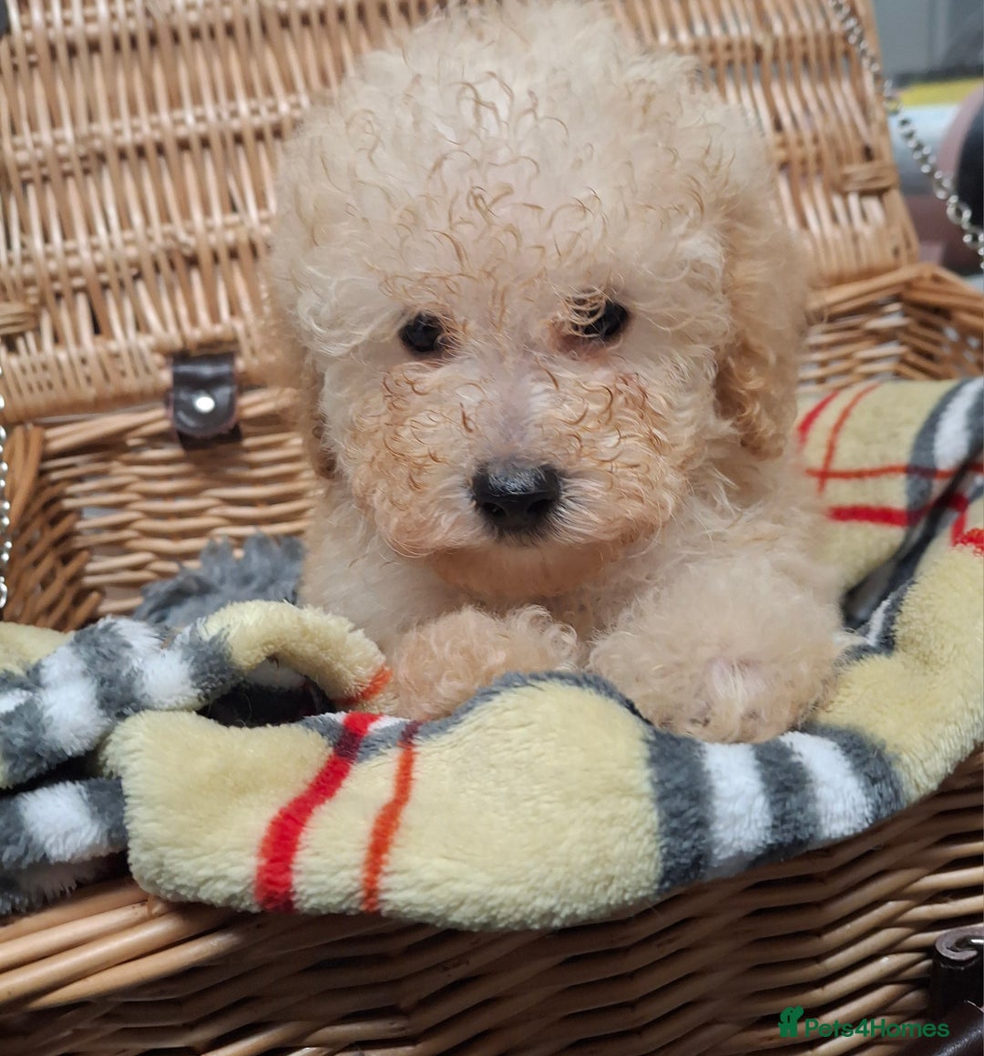 Poodle dogs for sale: Minature poodle pups - Advert 3