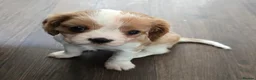 Cavalier King Charles Spaniel dogs for sale: Cavalier king charles spaniels  in Walsall - Advert 4