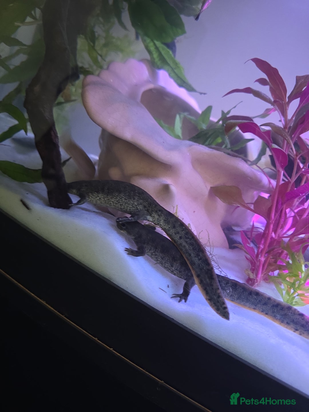 Newt reptiles for sale: Sharp ribbed newts  - Image 2