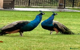 Peafowl poultry for sale: Indian Blue Peacocks - Image 1
