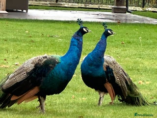 Peafowl poultry - Advert 21