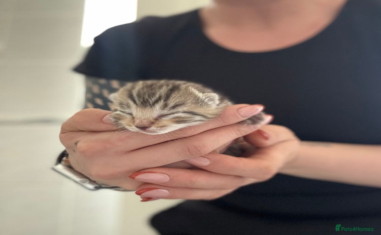 Domestic Shorthair cats - Advert 1