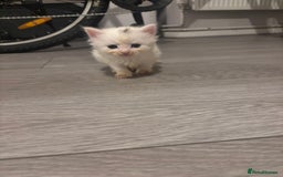 Turkish Angora cats for sale: Friendly, Cute & Cuddly Kittens – Ready 10/12  - Advert 2