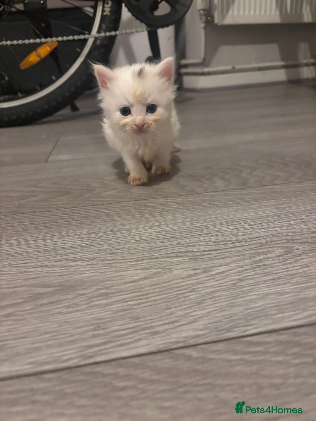 Turkish Angora cats for sale: Friendly, Cute & Cuddly Kittens – Ready 10/12  - Advert 2