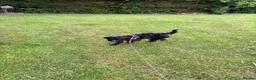 Jackapoo dogs for sale: New home for playful Jackapoo in Chester - Advert 5