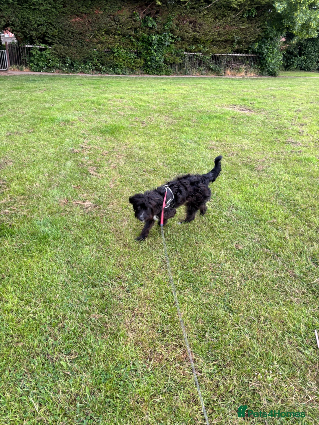 Jackapoo dogs for sale: New home for playful Jackapoo in Chester - Advert 5
