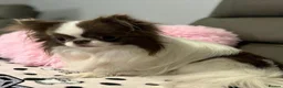 Chihuahua dogs for sale: ✨  **  chihuahua ✨ 1 long haired boy left  - Advert 17