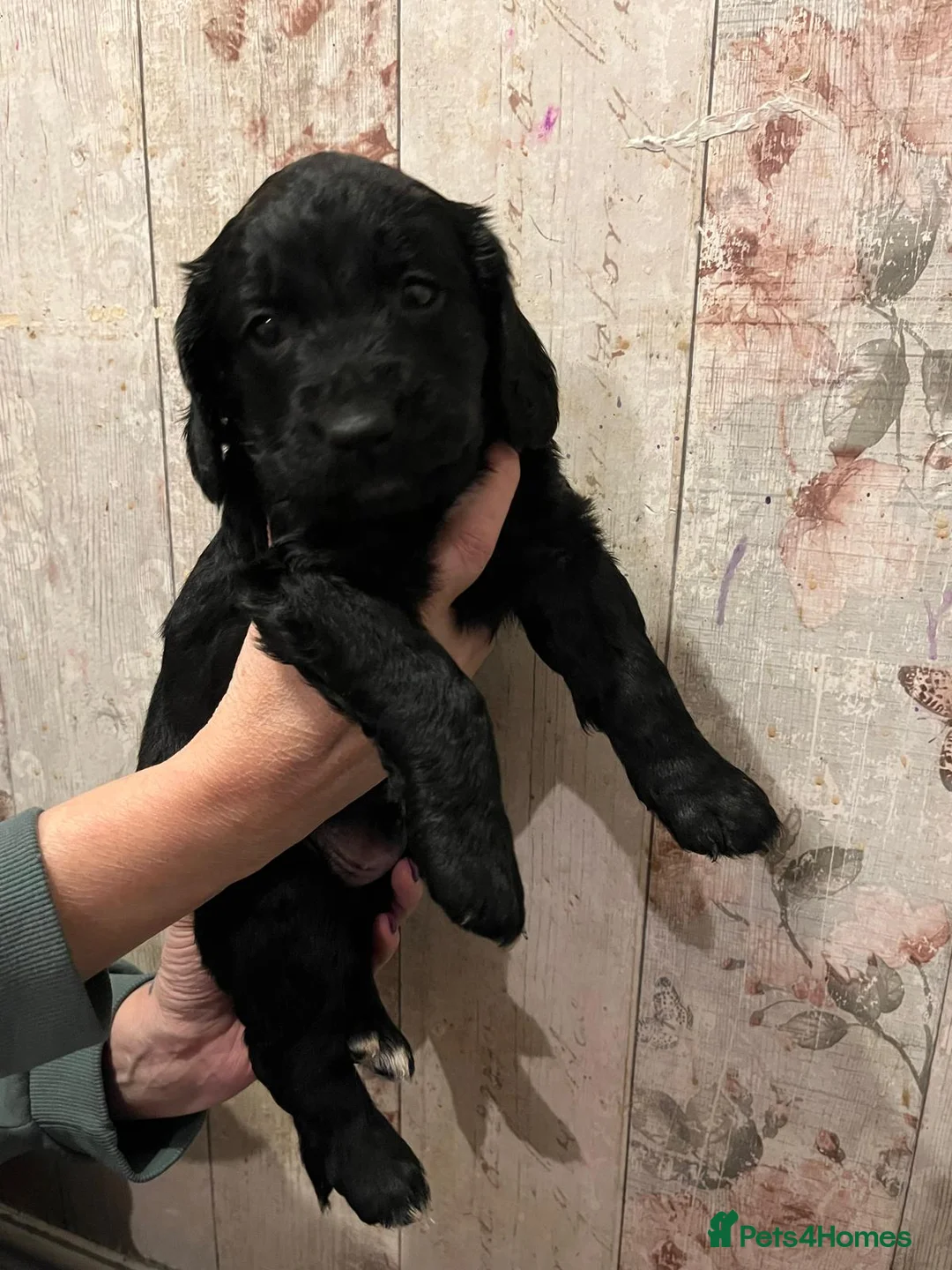 Mixed Breed dogs for sale: Beautiful Sprockerpoo puppies 😍 - Advert 14