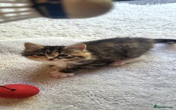 Mixed Breed cats for sale: Lovely kittens Looking for new Homes  - Image 3
