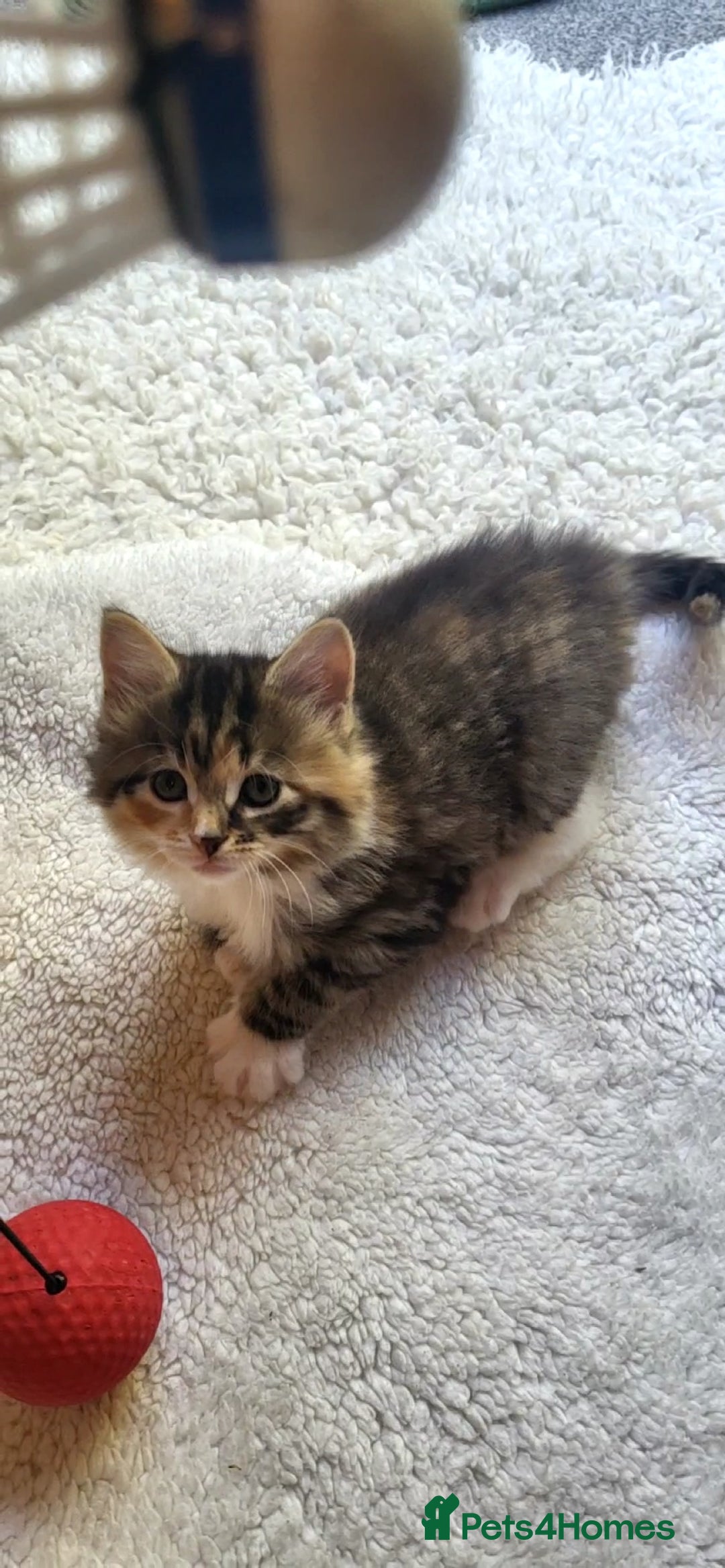 Mixed Breed cats for sale: Lovely kittens Looking for new Homes  - Image 3