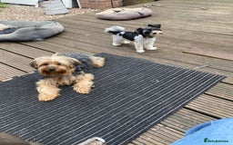 Yorkshire Terrier dogs for sale: Yorkshire terrier pups ready for their new homes.  - Image 3