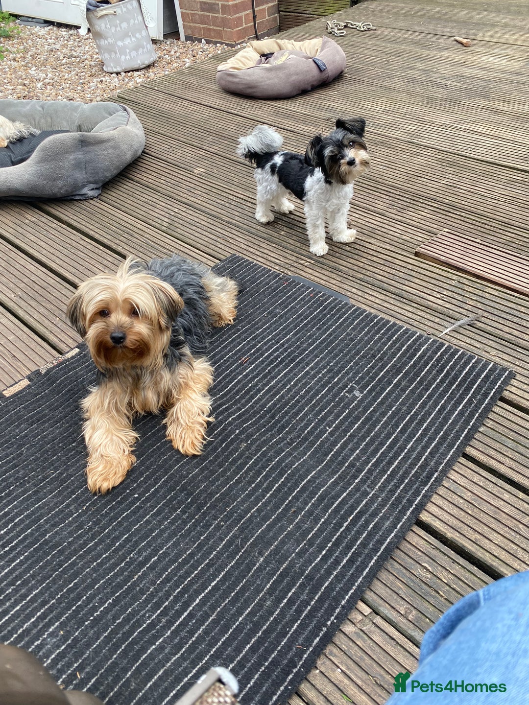 Yorkshire Terrier dogs for sale: Yorkshire terrier pups ready for their new homes.  - Image 3