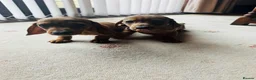 Dachshund dogs for sale: Stunning litter of dachshund pups  - Advert 5