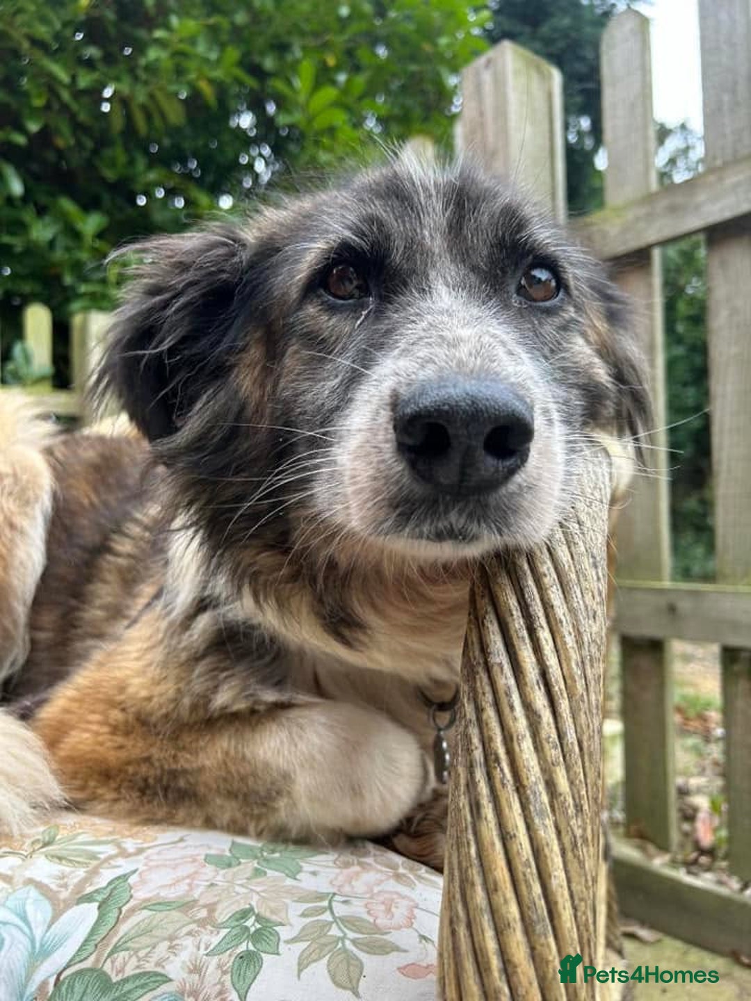 Mixed Breed dogs for adoption: Hilda - Norwich Norfolk  - Image 7