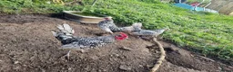 Chickens poultry for sale: 6 x Silver Sebright Hatching Eggs  - Advert 5