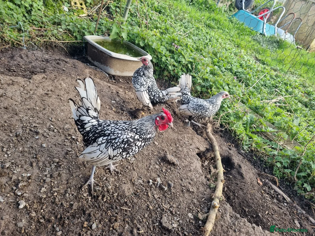 Chickens poultry for sale: 6 x Silver Sebright Hatching Eggs  - Advert 5