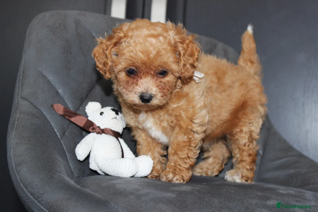 Bichon Frise dogs for sale: Poochon F1 puppies from Health Tested parents  in Leeds - Advert 2