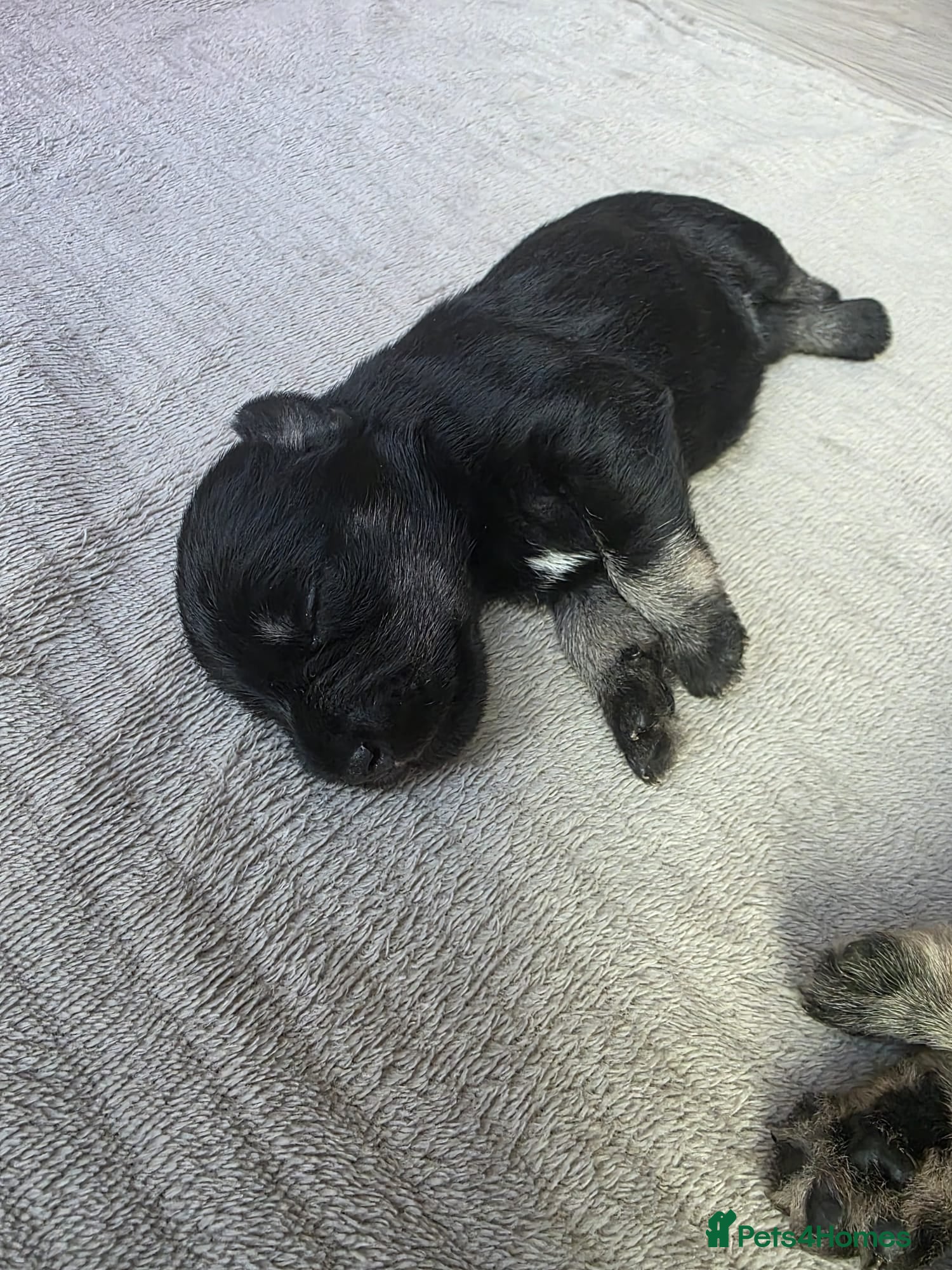 Miniature Schnauzer Puppy 5