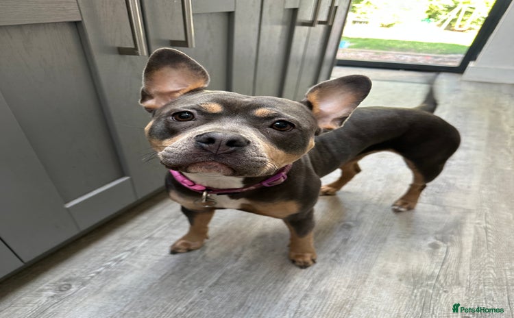 Mixed Breed dogs - Advert 1