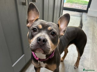 Mixed Breed dogs - Advert 20
