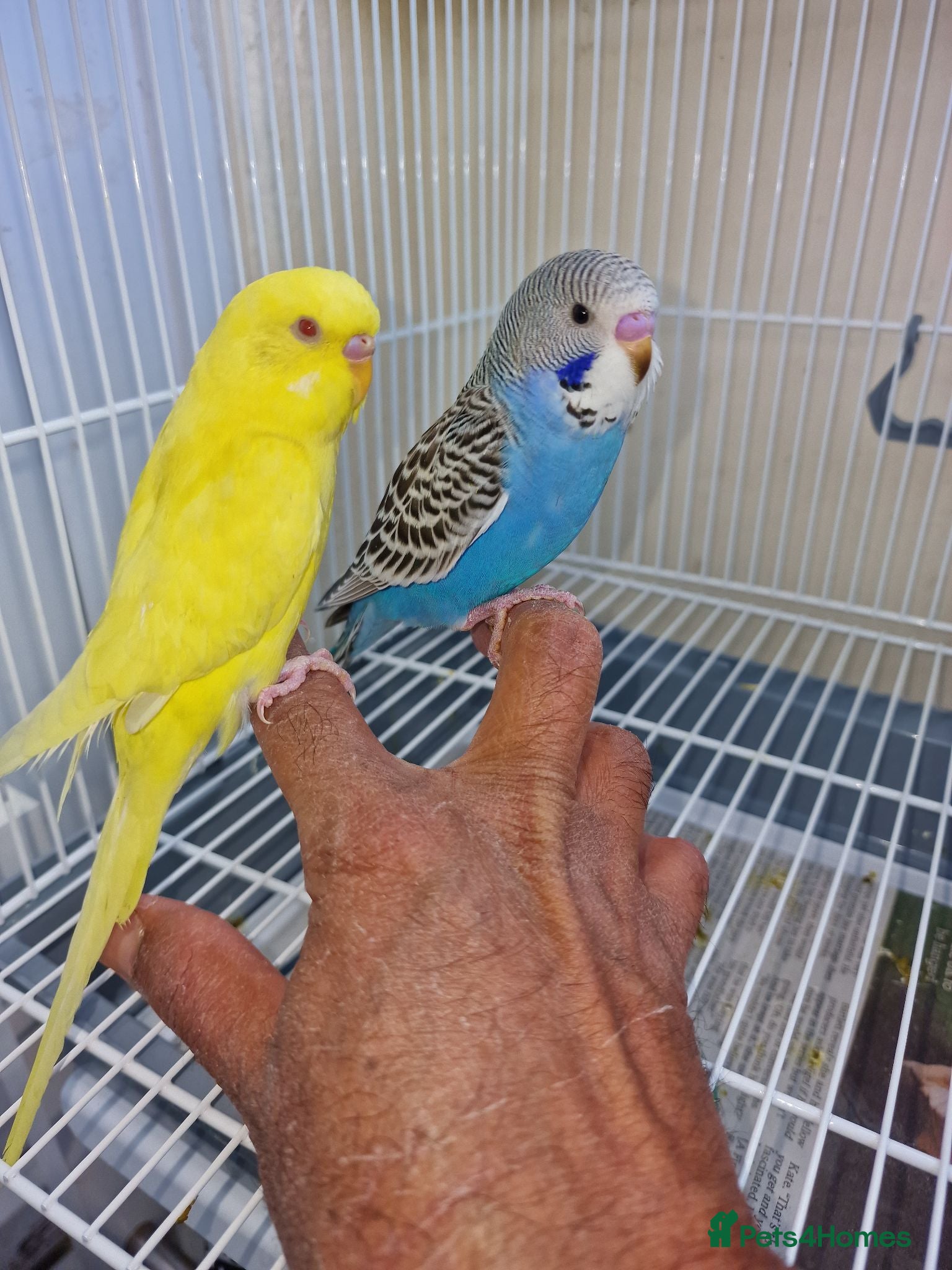 Budgerigars birds Super silly hand tamed baby budgies  - Advert 1