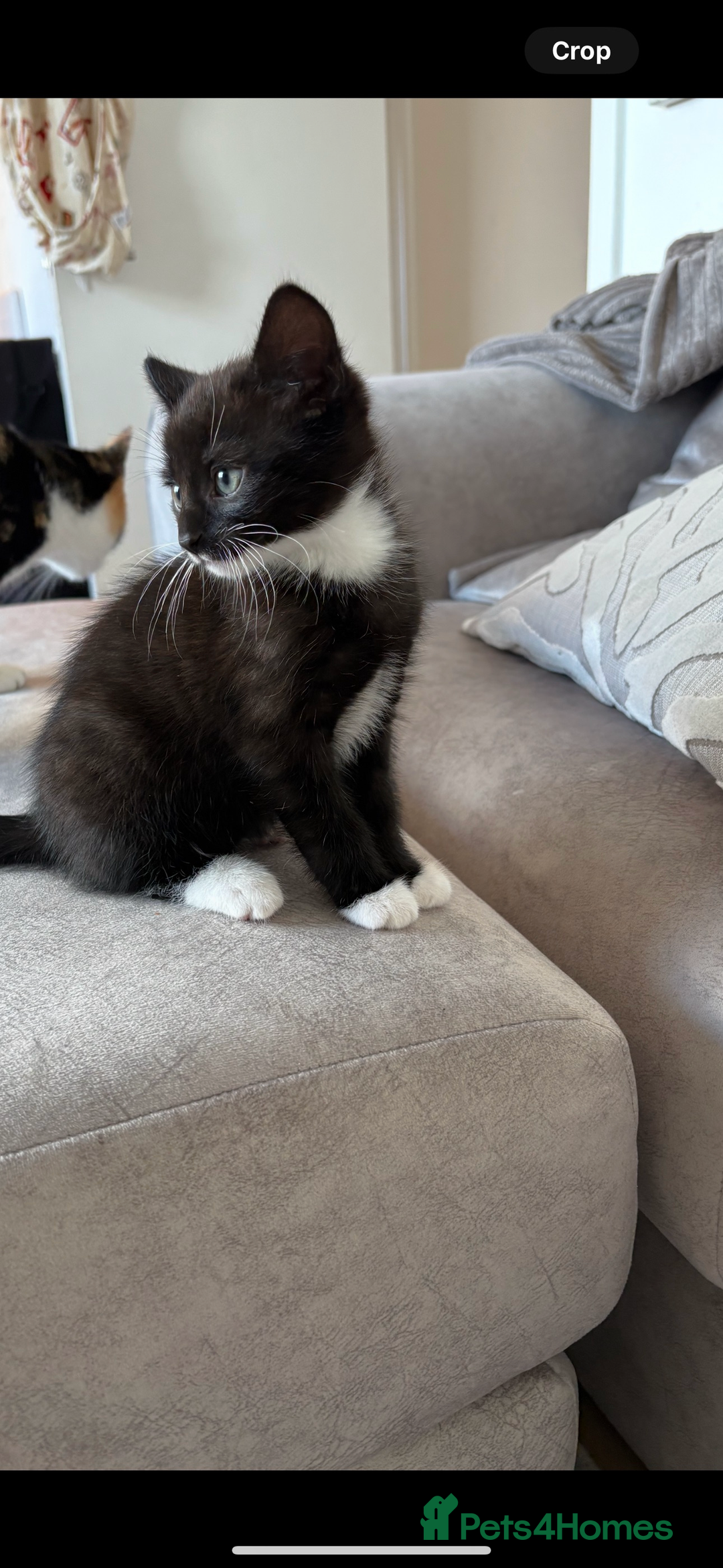 Domestic Shorthair cats for sale: 2 male kittens - Advert 3