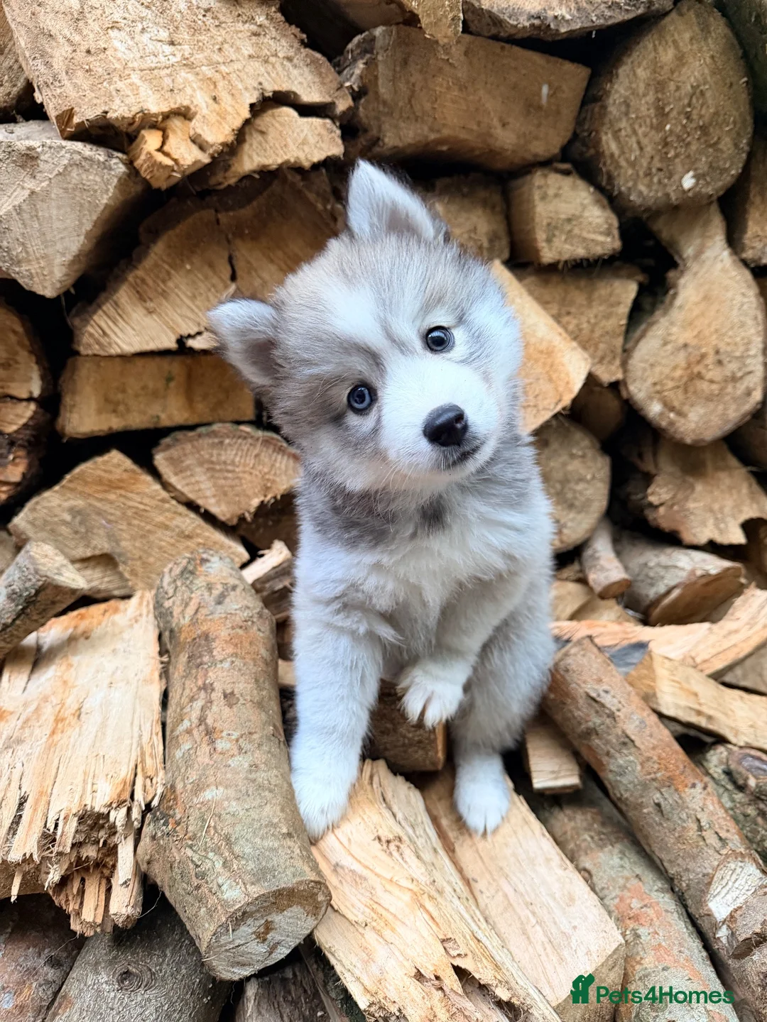 Backround Pomsky F2 Pomsky puppies for sale in Brampton | Pets4Homes