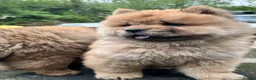 Chow Chow dogs for sale: Chow chow  - Advert 39