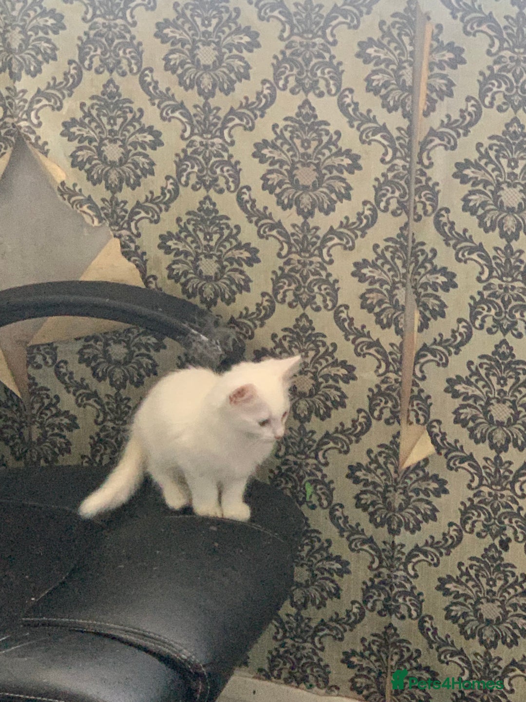 British Shorthair cats for sale: 3 Kitten ready to leave today  - Advert 5