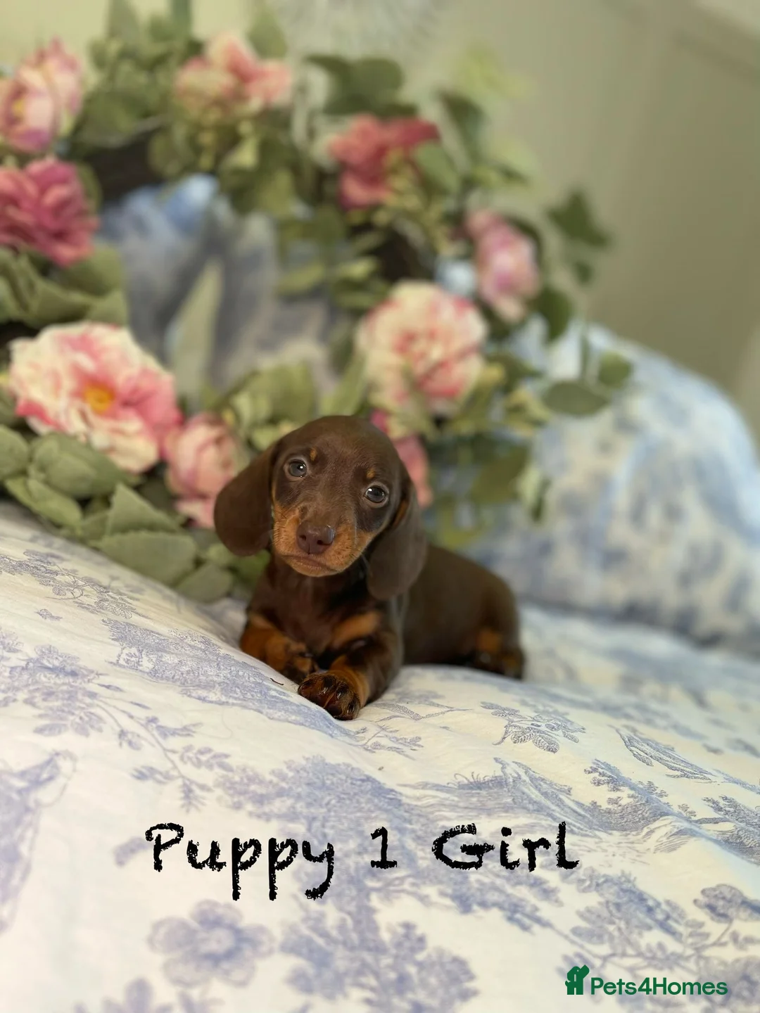 Miniature Dachshund dogs for sale: Outstanding Miniature Dachshund puppies PRA CLEAR  in Feltham - Advert 2