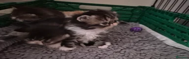 Persian Kitten 5