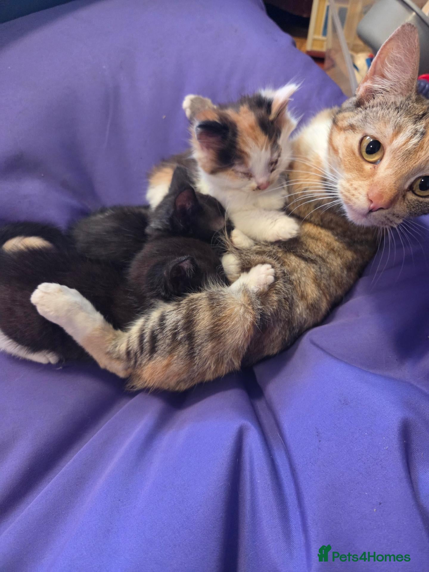 Mixed Breed cats Bsh cross kittens for sale - Advert 3