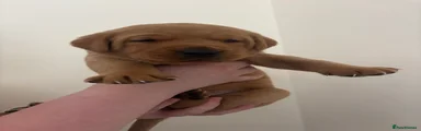 Puppy 4