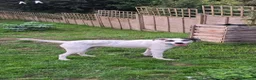 Mixed Breed dogs for adoption: Flipper for adoption in Hastings - Advert 4