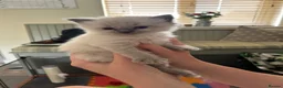 Ragdoll cats for sale: Beautiful Boy Ragdoll Kittens For Sale - Advert 9