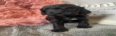 Pink Female 