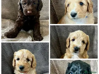 Mixed Breed dogs Australian labradoodle puppies - Advert 4