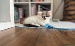 Mixed Breed cats for sale: Beautiful fluffy kittens  - Image 6
