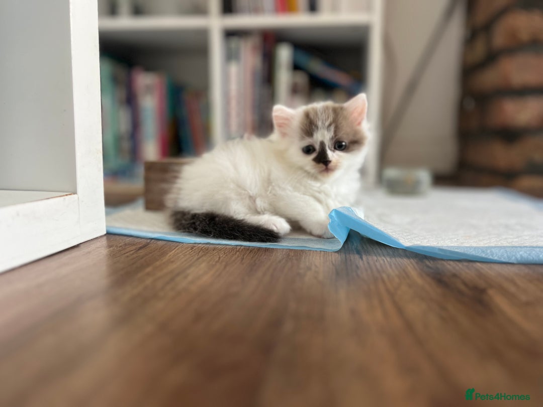 Mixed Breed cats for sale: Beautiful fluffy kittens  - Image 6
