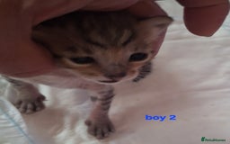 Savannah cats for sale: Savannah SBTF6 cubs with Serval traits stunning - Advert 11