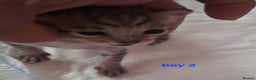 Savannah cats for sale: REDUCED! Savannah SBTF6 cubs with Serval traits - Advert 11