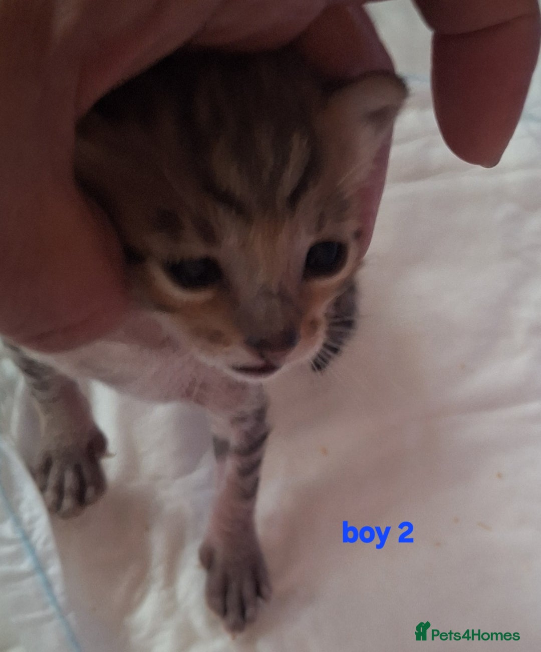 Savannah cats for sale: Savannah SBTF6 cubs with Serval traits stunning - Advert 11