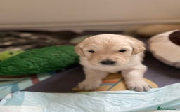 Golden Retriever dogs for sale: Fluffy Cream & Gold Golden Retriever Puppies - Image 17
